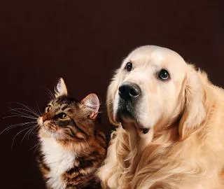 Petfood